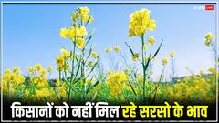 एशिया की सबसे बड़ी मंडी में नहीं मिल रहे सरसो के भाव, रोजाना ढाई करोड़ का नुकसान, क्या है वजह?