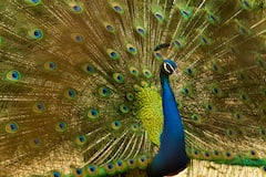 कितने दिन में होता है मोर का जन्म और कितने सालों तक जीता है ये राष्ट्रीय पक्षी?