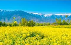 Kashmir Tour: ਸਿਰਫ਼ ਇੰਨੇ ਪੈਸੇ ਖ਼ਰਚ ਕੇ ਕਸ਼ਮੀਰ ਦੀ ਕਰੋ ਸੈਰ, ਫਲਾਈਟ ਤੇ ਹੋਟਲ ਦੇ ਨਾਲ ਮਿਲਦੀਆਂ ਰਹੀਆਂ ਨੇ ਇਹ ਸਹੂਲਤਾਂ