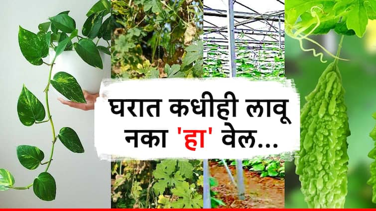 Vastu Unlucky Plants for Home do not grow these plant at home why we should not grow bitter guard plant at home Unlucky Plants for Home : घरात कधीही लावू नका 'हा' वेल; खिसा नेहमी राहील रिकामा, नवरा-बायकोमध्ये कायम होतील भांडणं