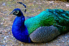 कितने दिन में होता है मोर का जन्म और कितने सालों तक जीता है ये राष्ट्रीय पक्षी?