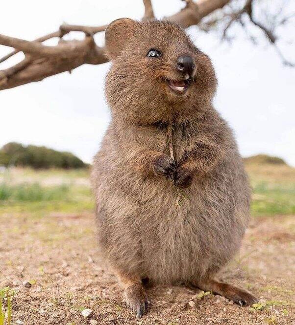 Quokka is famous all over the world for its smiling face Wild Life: ਮੁਸਕਰਾਉਂਦੇ ਚਿਹਰੇ ਲਈ ਦੁਨੀਆ ਭਰ 'ਚ ਮਸ਼ਹੂਰ ਹੈ ਆਹ ਜਾਨਵਰ, ਦੇਖਣ ਲਈ ਸੈਲਾਨੀਆਂ ਦੀ ਲੱਗਦੀ ਐ ਭੀੜ