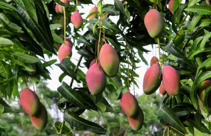 Mango will be expensive Impact of climate change on crops agriculture news farmers आंबा महागणार! हवामान बदलाचा पिकावर परिणाम, उत्पादनातही होणार घट 
