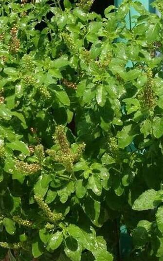 સાવધાન, તુલસીના પાન ચાવવાના જાણો નુકસાન