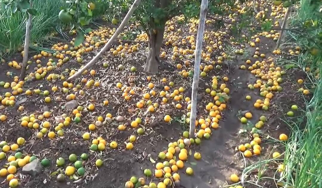 Heavy loss of crops in Hingoli district due to unseasonal rains हिंगोली जिल्ह्यात अवकाळीचा तडाका, गहू हरभऱ्यासह ज्वारी आणि फळबागांचं मोठं नुकसान 