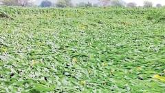 बळीराजा हवालदिल! धुळ्यात अवकाळी पावसाची जोरदार हजेरी, पिकांचं मोठं नुकसान