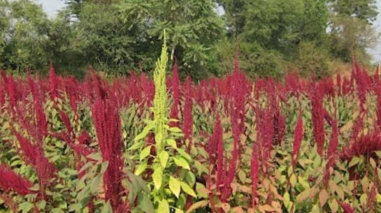 Farmers of Banaskantha district are in trouble due to not getting adequate prices for crops  Banaskantha: રાજગરાનું વાવેતર કરનાર ખેડૂતો પૂરતા ભાવ ન મળતા મૂકાયા મુશ્કેલીમાં 