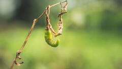 Green Chilli: घर पर कैसे उगाएं हरी मिर्च, बचेंगे ढेरों रुपये