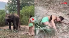 हाथी के सामने स्टाइल मार रही थी लड़की, गजराज ने उठाकर पटक दिया, देखें Funny Video