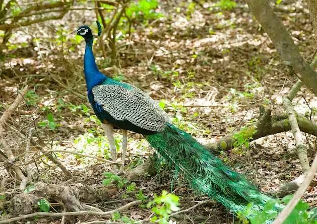 જો આપણે મોરના જીવનકાળ વિશે વાત કરીએ, તો તે લગભગ 15 વર્ષ સુધી જીવી શકે છે.