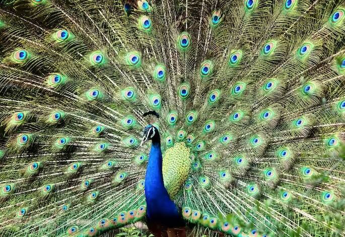 નોંધનીય છે કે જ્યારે મોર ઈંડું મૂકે છે ત્યારે ઈંડામાંથી મોર લગભગ 28-30 દિવસમાં બહાર આવે છે.