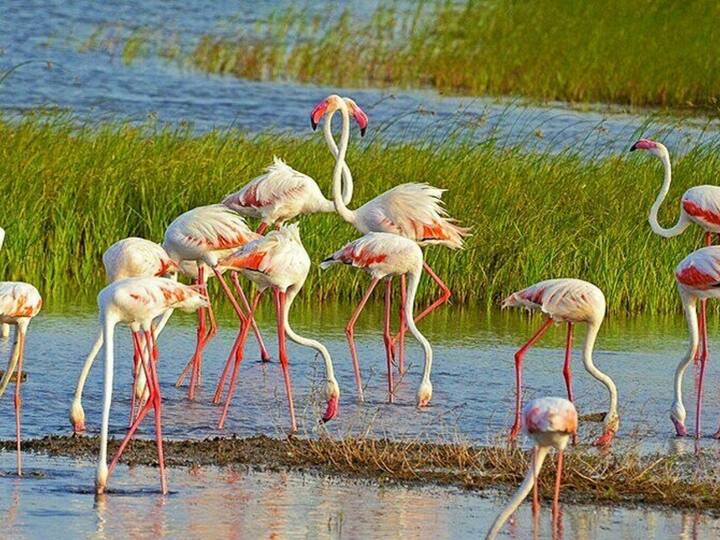 Khijadiya Bird Sanctuary: Khijadiya Bird Sanctuary is a unique for both freshwater and saltwater marshlands that hosts a diverse range of bird species. (Image Source: Instagram/ vikramkulkarni85)