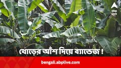 কলাগাছের আঁশ দিয়ে ব্যান্ডেজ ! নয়া খোঁজ ভারতীয় গবেষকদের