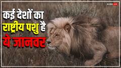 कई देशों का नेशनल एनिमल है यह जानवर, कभी भारत का भी था ये राष्ट्रीय पशु