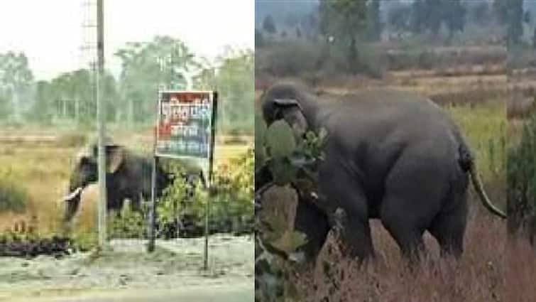 Chhattisgarh Korba Elephant Terror hovering around police post ann Chhattisgarh News: कोरबा में पुलिस चौकी के आसपास मंडराते हैं गजराज, पुलिसकर्मी छत पर चढ़कर बचाते हैं जान