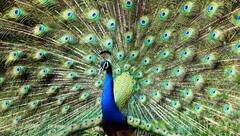 મોરનો જન્મ કેટલા દિવસમાં થાય છે અને કેટલા વર્ષો સુધી જીવે છે આ રાષ્ટ્રીય પક્ષી?