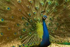 મોરનો જન્મ કેટલા દિવસમાં થાય છે અને કેટલા વર્ષો સુધી જીવે છે આ રાષ્ટ્રીય પક્ષી?