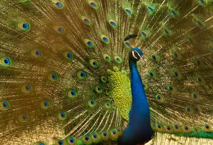 મોરની સુંદરતા જોઈને આંખો ચમકી જાય છે. દરેક વ્યક્તિ તેના નૃત્યને જોવા માટે આતુર છે.