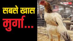 ये है पाकिस्तान का सबसे महंगा मुर्गा, एक की कीमत में आ जाएगी मस्त कार
