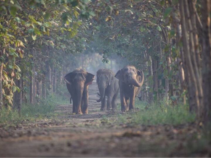 Vantara: Vantara is an animal rescue initiative begun by Anant Ambani. It covers 3000 acres within Reliance's Jamnagar Refinery Complex, also known as the Green Belt of Gujarat. (Image source: Twitter/@DoctorNene)