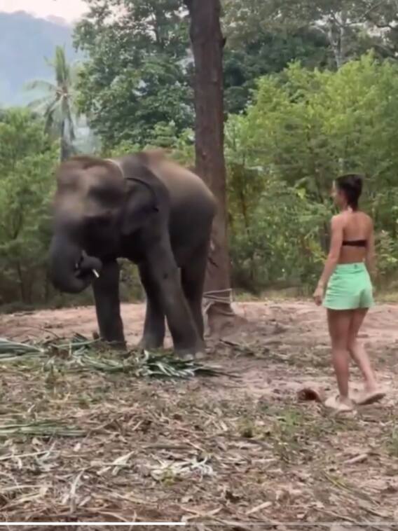Video: हाथी के सामने स्टाइल मार रही थी लड़की, उठाकर पटका