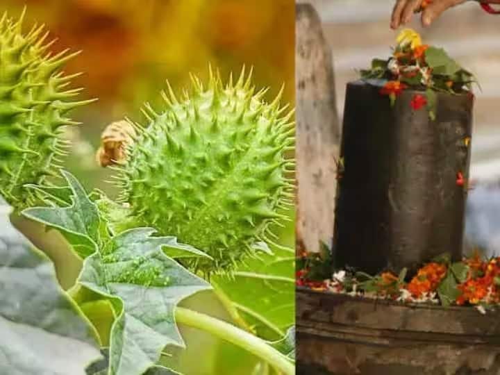 મહાશિવરાત્રિ પર, શિવને ભાંગ અને ધતુરો અથવા તેના પાન અર્પણ કરો. ભાંગ અને ધતુરાએ ભગવાન શિવે લીધેલા હલાહલ ઝેરની અસરને દૂર કરી હતી, તેથી તે બંને તેમને પ્રિય છે. ધતુરાને રાહુનો કારક માનવામાં આવે છે, તેથી ભગવાન શિવને ધતુરા અર્પણ કરવાથી કાલસર્પ દોષ જેવા રાહુ સંબંધિત દોષ દૂર થાય છે.