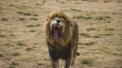 कई देशों का नेशनल एनिमल है यह जानवर, कभी भारत का भी था ये राष्ट्रीय पशु