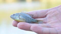 इस मछली को कहा जाता है कचरा मछली, लेकिन इसको खाने के कई फायदे