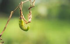 Green Chilli: ਘਰ ‘ਚ ਇਦਾਂ ਲਾਓ ਹਰੀ ਮਿਰਚ, ਹੋਵੇਗੀ ਚੰਗੀ ਕਮਾਈ