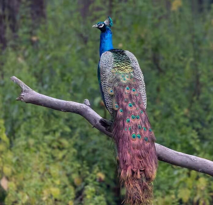 જોકે, મોરની વધતી દાણચોરીને કારણે તેમની સંખ્યા ઘટી રહી છે.મોરને દુનિયાના સૌથી સુંદર પક્ષીઓમાંથી એક માનવામાં આવે છે.