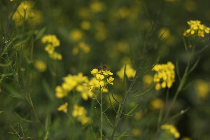 वहींं इस लिस्ट में दूसरे नंबर पर रूस का नाम आता है. रूस में एक साल में 1,83,426 टन सरसों का उत्पादन होता है.