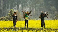 इस छोटे से देश में होता है सरसों का सबसे ज्यादा उत्पादन, लिस्ट में इन देशों के भी नाम