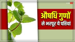 औषधि से कम नहीं हैं ये पत्तियां,  इसके सेवन से कई बीमारियों से मिलता है छुटकारा 