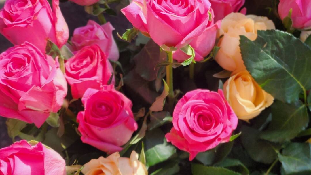 NDMC Rose Fest: दिल्ली में एनडीएमसी रोज फेस्टिवल शुरू, उठाएं गुलाब के 80 किस्मों की खुशबू का लुत्फ NDMC Rose Festival starts in Delhi today come and enjoy fragrance of 80 varieties ann NDMC Rose Fest: दिल्ली में एनडीएमसी रोज फेस्टिवल शुरू, उठाएं गुलाब के 80 किस्मों की खुशबू का लुत्फ