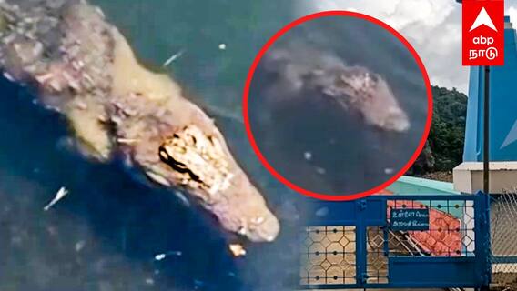 Crocodile viral Video :  வீடியோவா எடுக்குற..Reverse-ல் சென்ற முதலை.. வைரல் வீடியோ