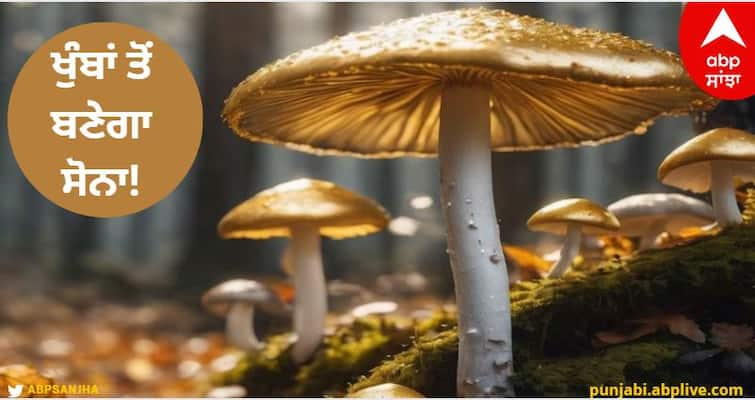 Gold will be made from mushrooms Goa scientists discovered gold nano particles Gold from Mushrooms:  ਖੁੰਬਾਂ ਤੋਂ ਬਣੇਗਾ ਸੋਨਾ! ਵਿਗਿਆਨੀਆਂ ਨੇ ਖੋਜ ਕੱਢਿਆ Gold Nano Particles