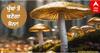 Gold from Mushrooms:  ਖੁੰਬਾਂ ਤੋਂ ਬਣੇਗਾ ਸੋਨਾ! ਵਿਗਿਆਨੀਆਂ ਨੇ ਖੋਜ ਕੱਢਿਆ Gold Nano Particles