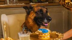 ये है दुनिया का सबसे अमीर कुत्ता, जानिए कितने अरब का है मालिक