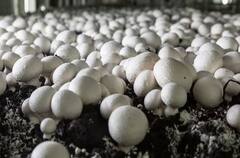 Gold from Mushrooms: ਵਿਗਿਆਨੀਆਂ ਨੇ ਕੀਤੀ ਨਵੀਂ ਖੋਜ ਹੁਣ ਖੁੰਬਾਂ ਤੋਂ ਬਣੇਗਾ ਸੋਨਾ!