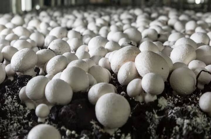 ਤੁਹਾਨੂੰ ਖਾਣੇ 'ਚ ਮਸ਼ਰੂਮ ਪਸੰਦ ਨਹੀਂ ਹੋਵੇਗਾ ਪਰ ਜੇ ਕੋਈ ਇਹ ਕਹੇ ਕਿ ਮਸ਼ਰੂਮ ਤੋਂ ਸੋਨਾ ਬਣਾਇਆ ਜਾ ਸਕਦਾ ਹੈ ਤਾਂ ਯਕੀਨਨ ਤੁਹਾਡੀਆਂ ਅੱਖਾਂ ਖੁੱਲ੍ਹੀਆਂ ਰਹਿ ਜਾਣਗੀਆਂ। ਇਹ ਦਾਅਵਾ ਅਸੀਂ ਨਹੀਂ ਸਗੋਂ ਗੋਆ ਦੇ ਖੋਜਕਰਤਾਵਾਂ ਨੇ ਕੀਤਾ ਹੈ। ਵਿਗਿਆਨੀਆਂ ਦਾ ਦਾਅਵਾ ਹੈ ਕਿ ਮਸ਼ਰੂਮ ਤੋਂ ਸੋਨੇ ਦੇ ਨੈਨੋ ਕਣ ਬਣਾਏ ਜਾ ਸਕਦੇ ਹਨ। ਉਸ ਨੇ ਅਜਿਹਾ ਕਰਕੇ ਦਿਖਾਇਆ ਹੈ। ਗੋਆ ਦੇ ਵਿਗਿਆਨੀਆਂ ਨੇ ਜੰਗਲੀ ਖੁੰਬਾਂ ਤੋਂ ਸੋਨੇ ਦੇ ਨੈਨੋ ਕਣ ਤਿਆਰ ਕੀਤੇ ਹਨ।