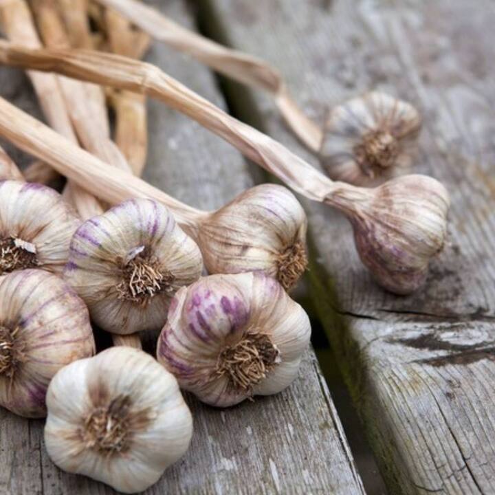 Raw Garlic: ਕੱਚੇ ਲਸਣ ਵਿੱਚ ਖੰਘ ਅਤੇ ਜ਼ੁਕਾਮ ਦੀ ਲਾਗ ਨੂੰ ਠੀਕ ਕਰਨ ਦੀ ਸਮਰੱਥਾ ਹੁੰਦੀ ਹੈ। ਖਾਲੀ ਪੇਟ ਲਸਣ ਦੀਆਂ ਦੋ ਕਲੀਆਂ ਪੀਸ ਕੇ ਖਾਣਾ ਬਹੁਤ ਫਾਇਦੇਮੰਦ ਹੁੰਦਾ ਹੈ।