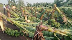 Dhule News : अवकाळीने बळीराजाला रडवलं! धुळ्यात रब्बी पिकांना मोठा फटका