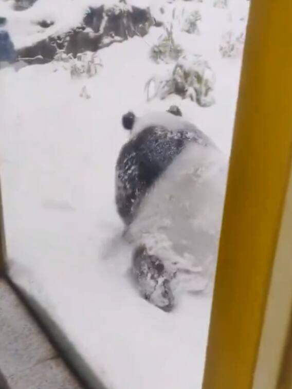 Video: बर्फ में अठखेलियां करता दिखा पांडा, लोग बोले- 'काश हम भी...'