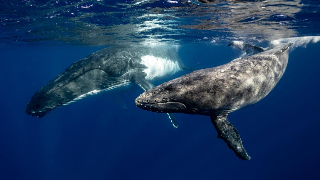 There are gay in fish too research done on whales revealed मछलियों में भी होते हैं 'गे', व्हेल पर की गई रिसर्च में हुआ खुलासा