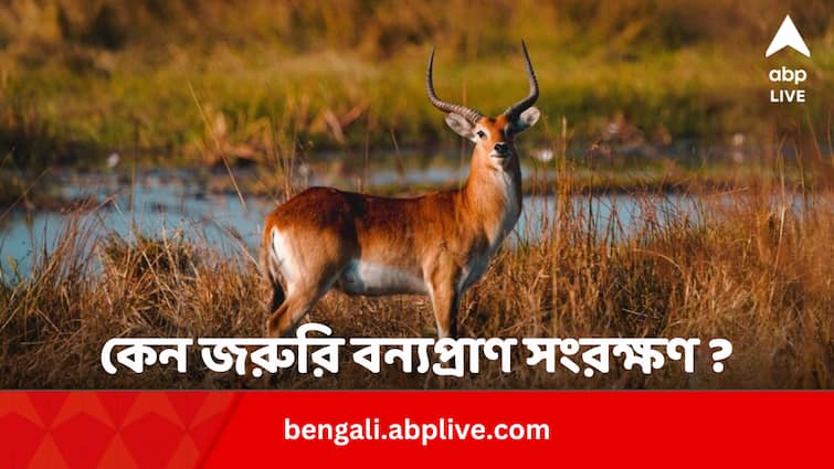 World Wildlife Day 2024 Why Wildlife Conservation needed for human existence World Wildlife Day 2024: ‘বন্যেরা বনে সুন্দর, শিশুরা মাতৃক্রোড়ে’… কেন জরুরি বন্যপ্রাণ সংরক্ষণ ?