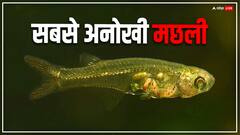 आपको बहरा कर सकती है ये मछली, गोली से तेज निकालती है आवाज़
