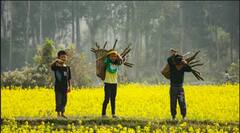 Production of Mustard: ਇਸ ਛੋਟੇ ਜਿਹੇ ਦੇਸ਼ ਵਿੱਚ ਹੁੰਦੀ ਹੈ ਸਭ ਤੋਂ ਵੱਧ ਸਰ੍ਹੋਂ, ਦੇਖੋ ਪੂਰੀ ਸੂਚੀ