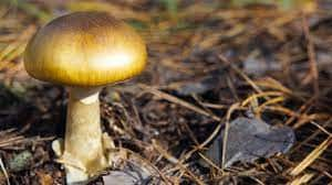 Gold from Mushrooms: ਗੋਆ ਦੇ ਖੋਜਕਰਤਾਵਾਂ ਨੇ ਦਾਅਵਾ ਕੀਤਾ ਹੈ ਕਿ ਖੁੰਬਾਂ ਤੋਂ ਗੋਲਡ ਨੈਨੋ ਪਾਰਟੀਕਲਸ ਬਣਾਏ ਜਾ ਸਕਦੇ ਹਨ। Goa scientists ਨੇ ਜੰਗਲੀ ਮਸ਼ਰੂਮ ਤੋਂ ਸੋਨੇ ਦੇ ਨੈਨੋ ਕਣ (gold nano particles) ਤਿਆਰ ਕੀਤੇ ਹਨ।