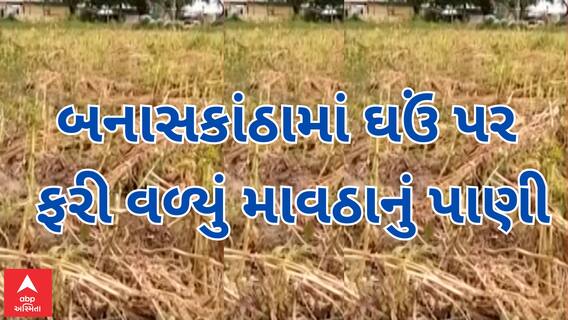 Banaskantha Unseasonal Rain | બનાસકાંઠામાં માવઠું, ઘઉંના પાક પર ફરી વળ્યું પાણી