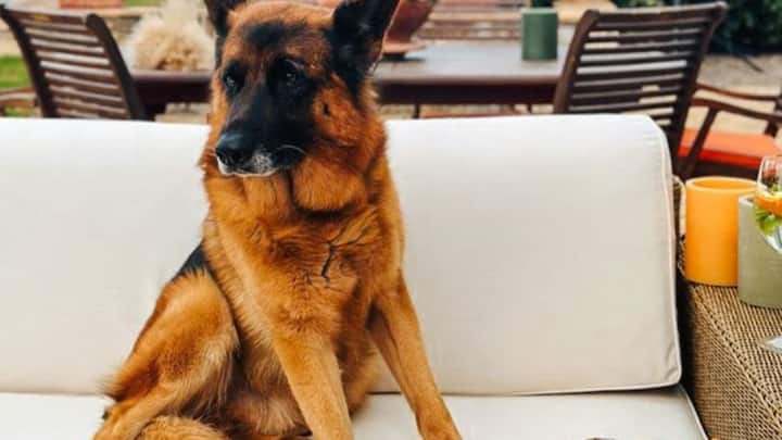 गुंदर के पीआर लकी कार्ल्सन का कहना है कि जब लेबिनस्टेन की मौत हुई थी, तब उनके नजदीक कोई नहीं था. यही कारण था कि लेबिनस्टेन ने अपनी सारी जायदाद अपने प्यारे से कुत्ते के नाम कर दी थी. इसके बाद गंदर ट्रस्ट बनाया गया था, जिसका काम यह सुनिश्चित करना है कि पूरी जायदाद गंदर और उसके परिवार के पास ही रहे. इसके नाम कई फुटबॉल क्लब भी है. इसके अलावा भी कई सम्पत्तियां इसके नाम पर है.